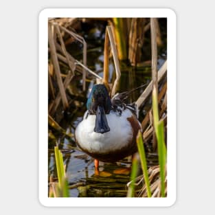 Male Northern Shoveler In The Reeds Sticker